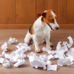 Why Do Dogs Eat Paper